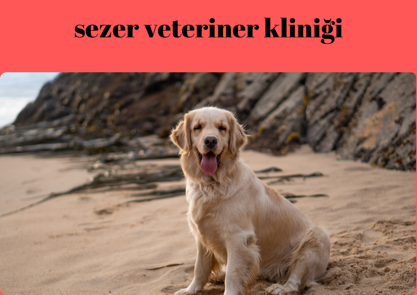 ''En Uysal Köpek Irkları Hangileri?''